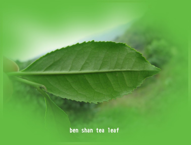 ben shan tea